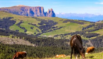 Alpe di Siusi Alpe di Siusi